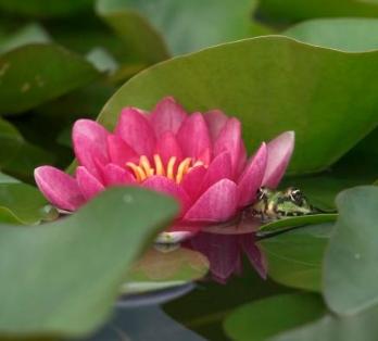 Lotus flowers picture 2