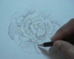 Toning a rose pencil drawing