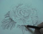 A hand drawn rose