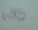 A rose sketch