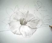 Pencil Hawaiian flower sketch 12