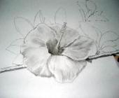 Hawaiian flower sketch 13
