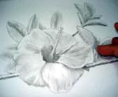 Hawaiian flower sketch 16