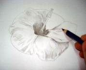 Hawaiian flower sketch 10