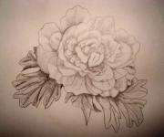A rose pencil drawing
