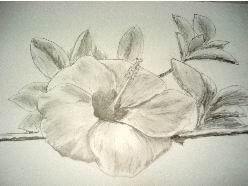 Hawaiian flower pencil drawing